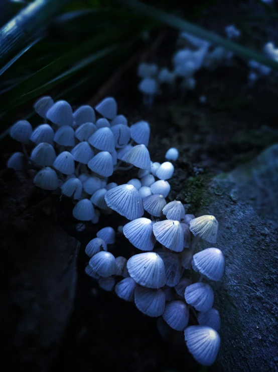 several white mushrooms in a group sitting on the rocks