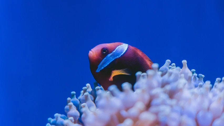 a large octo on a white coral looking up