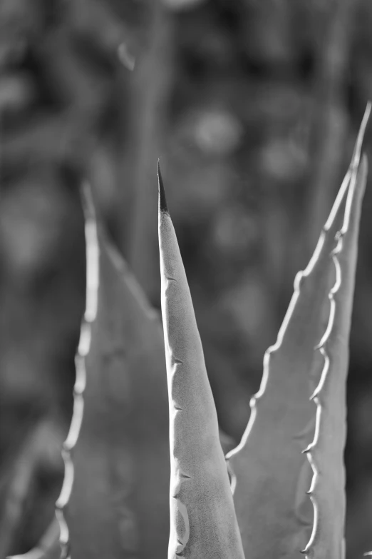 the underside of a aloe plant with small leaves on it