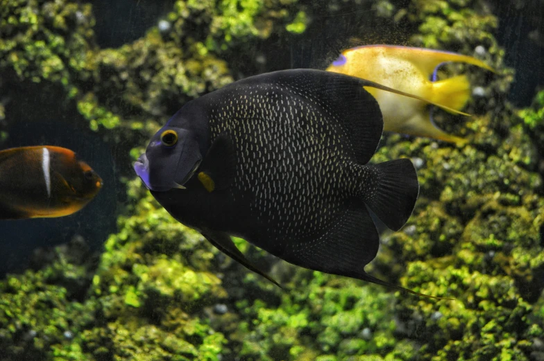 a close up of two fish in an aquarium