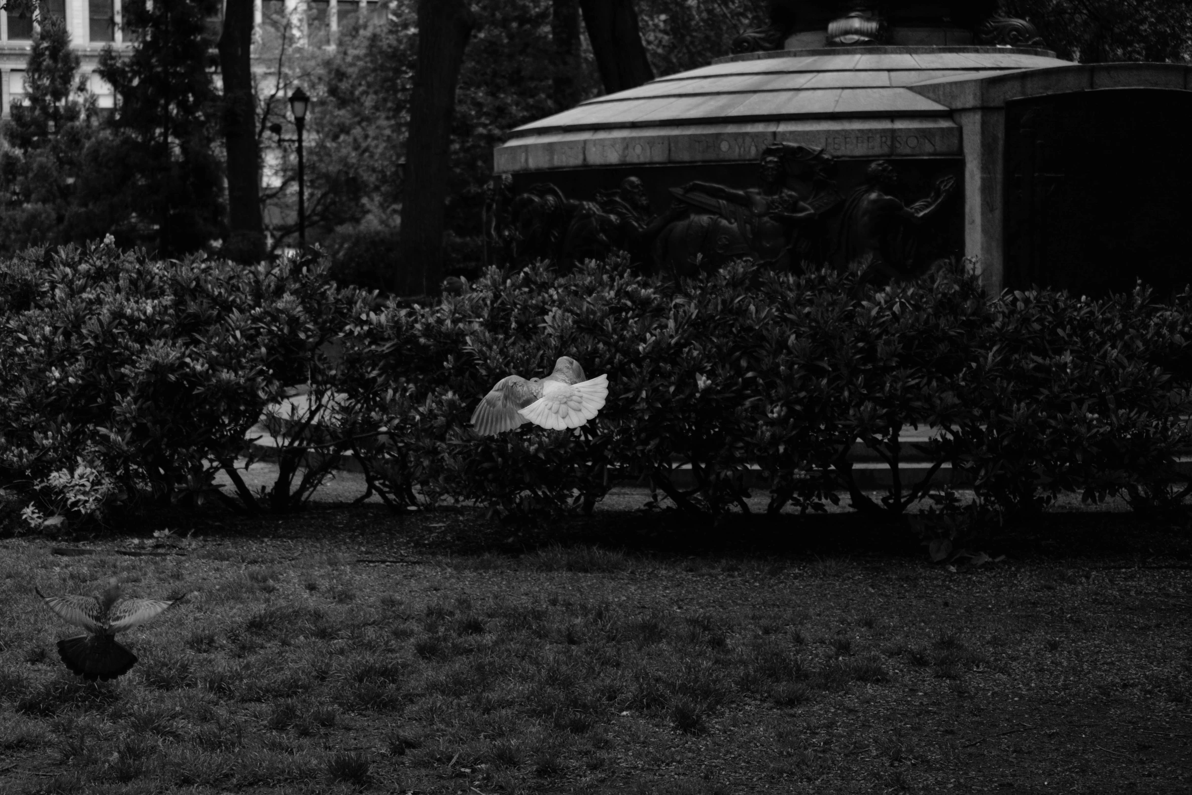 a bird stands in front of a bush near some buildings