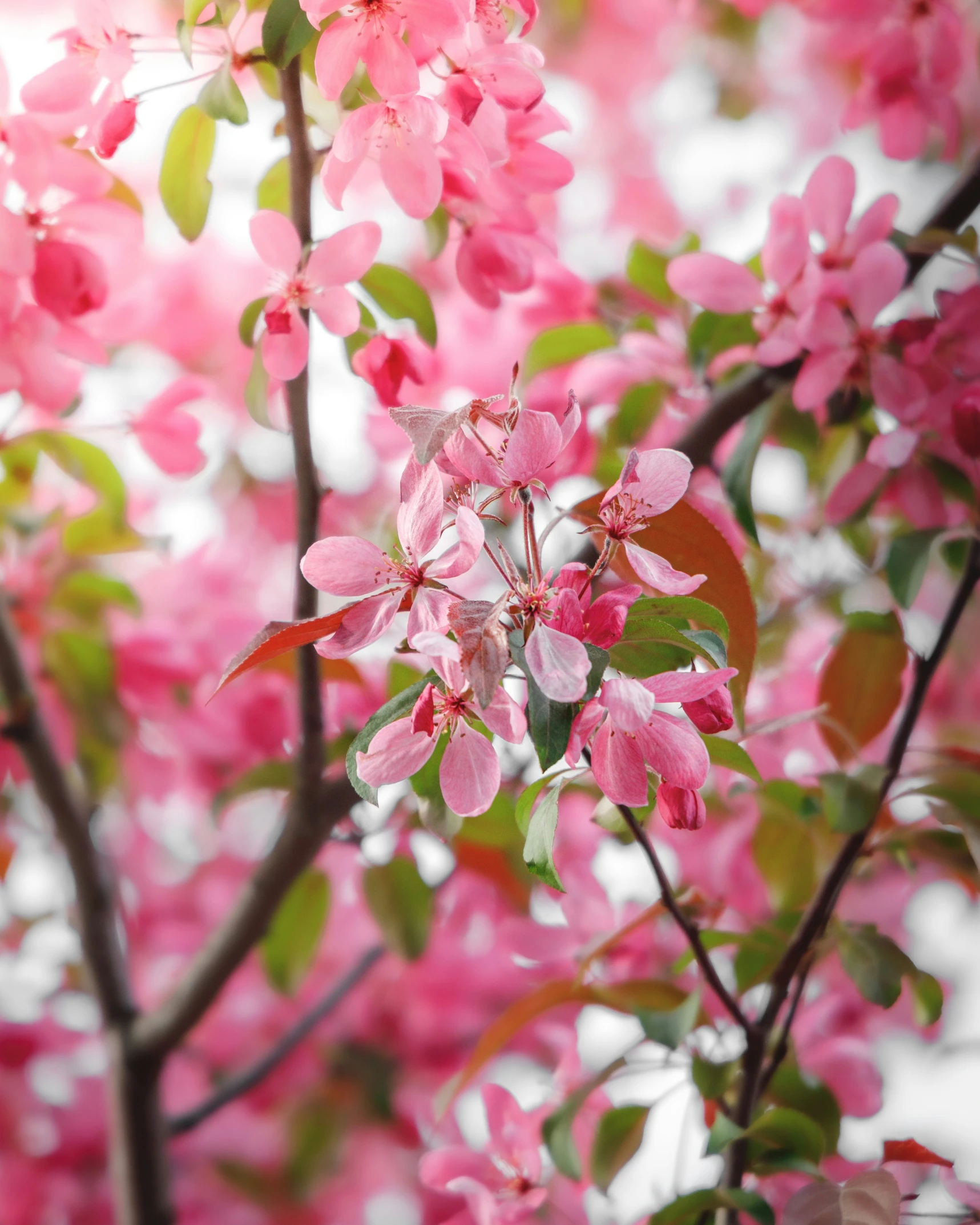 flowering nch with pink flowers and green leaves