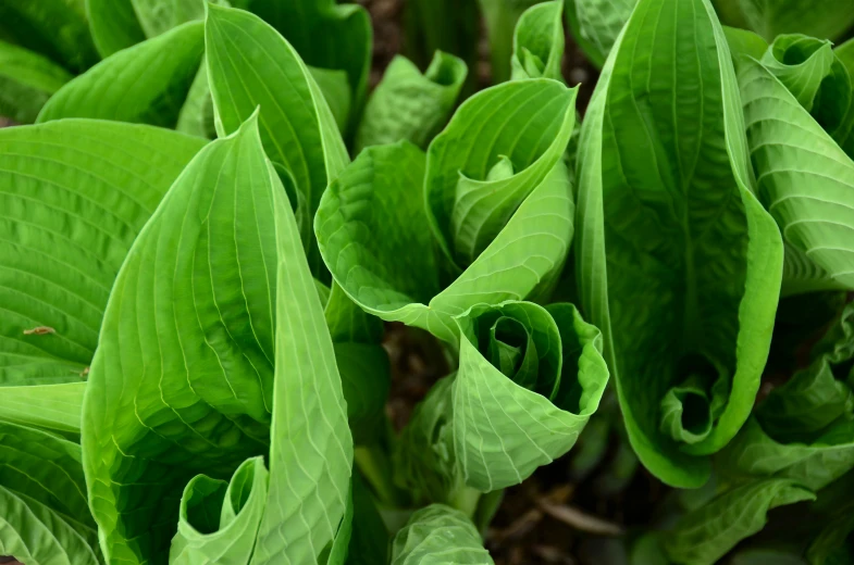 a group of leafy plants sitting on top of each other