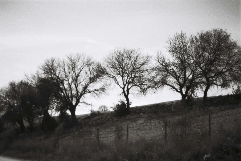 three trees that are next to a fence