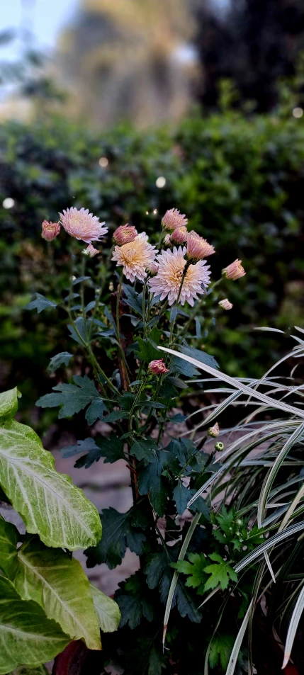 several different kinds of flowers growing in the garden