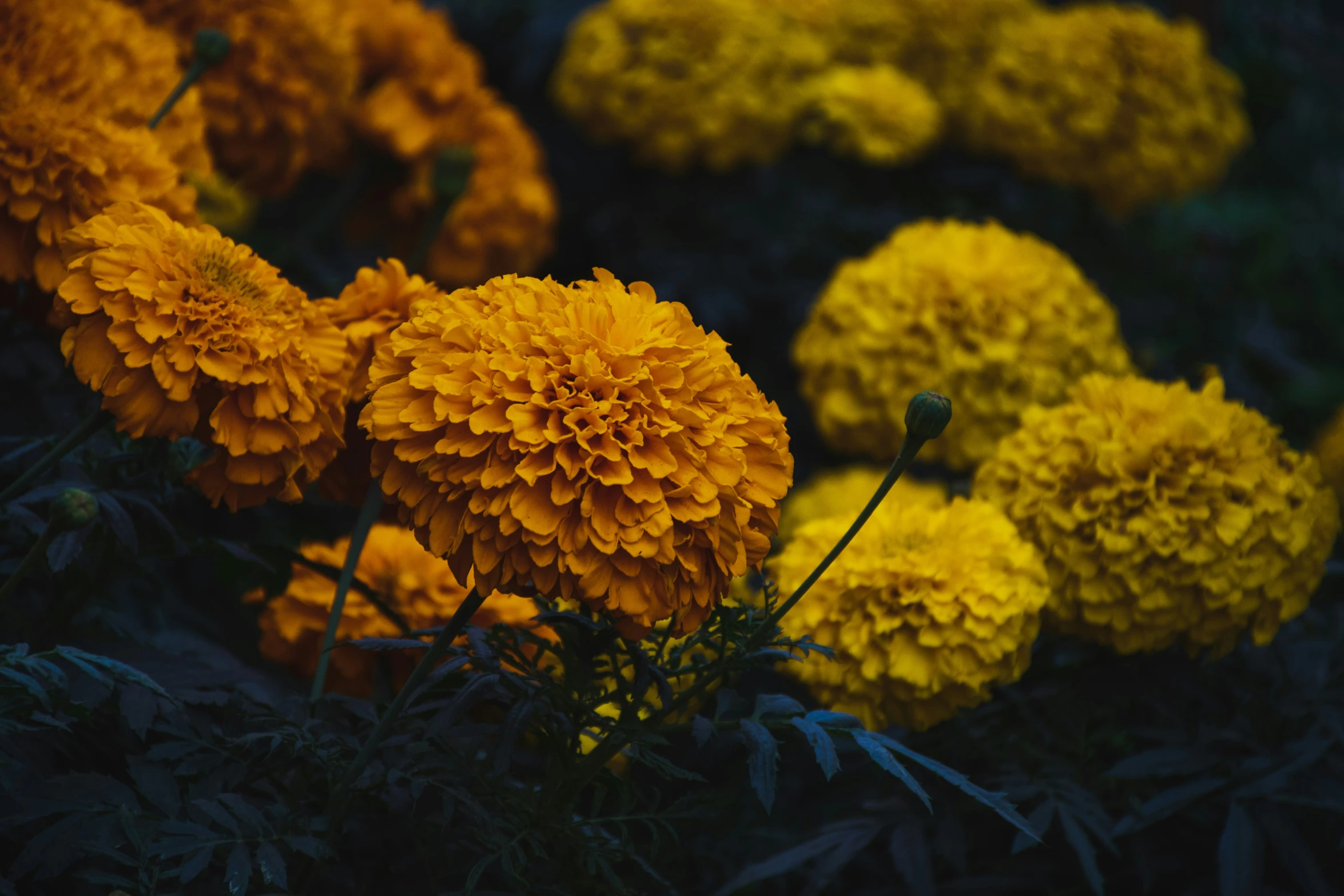 yellow flowers of some sort are growing outside