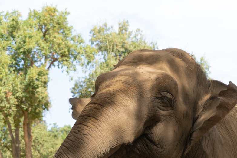 an elephant is standing in front of some trees