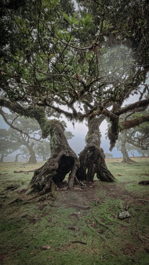 two trees with moss growing around them in a field