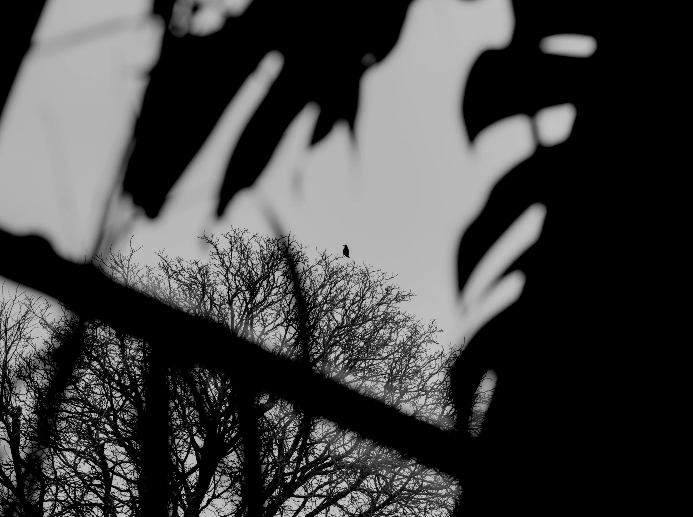 silhouette of a tree and a bird on a nch