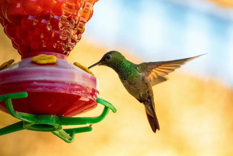 a hummingbird at the feeder is very close to the camera