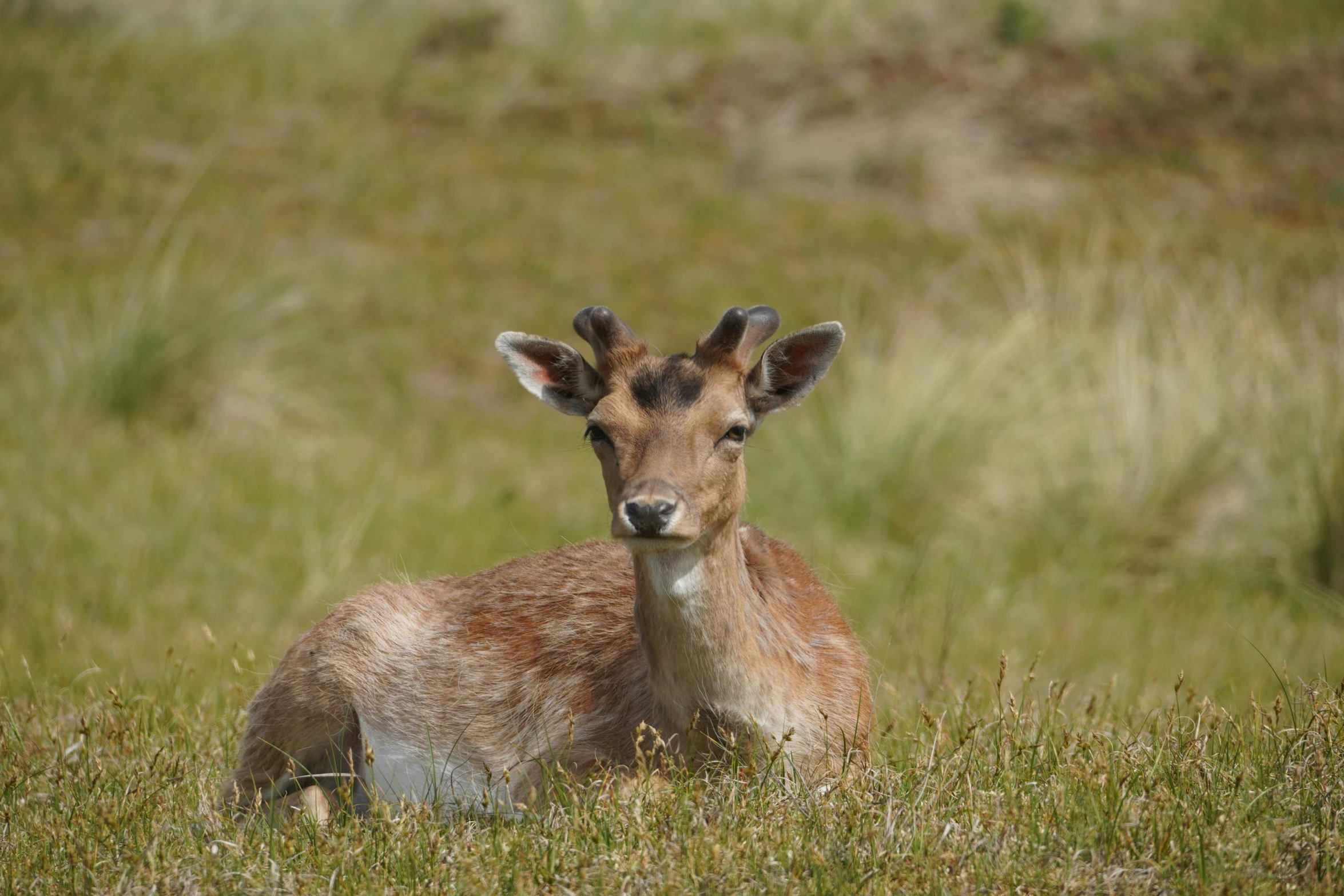 a small deer in a grass covered field