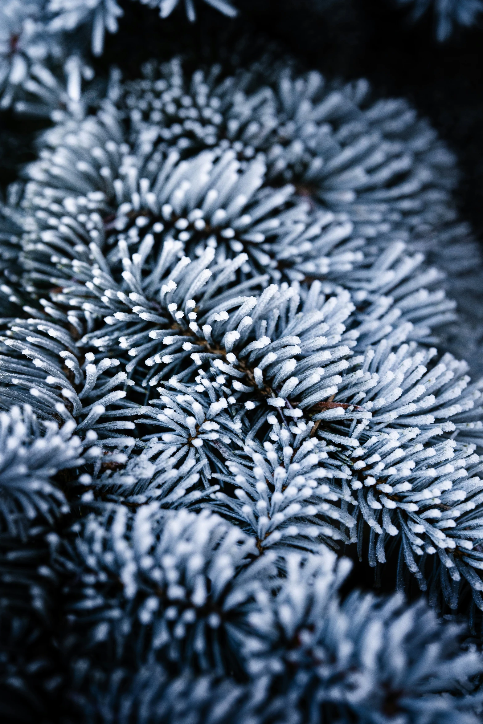 a tree is covered in lots of frost