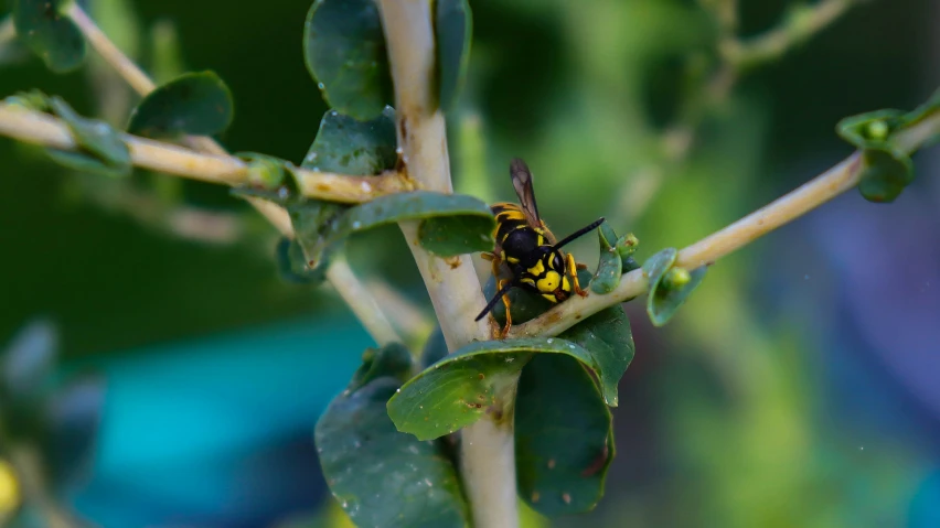 a large insect perched on top of a leaf