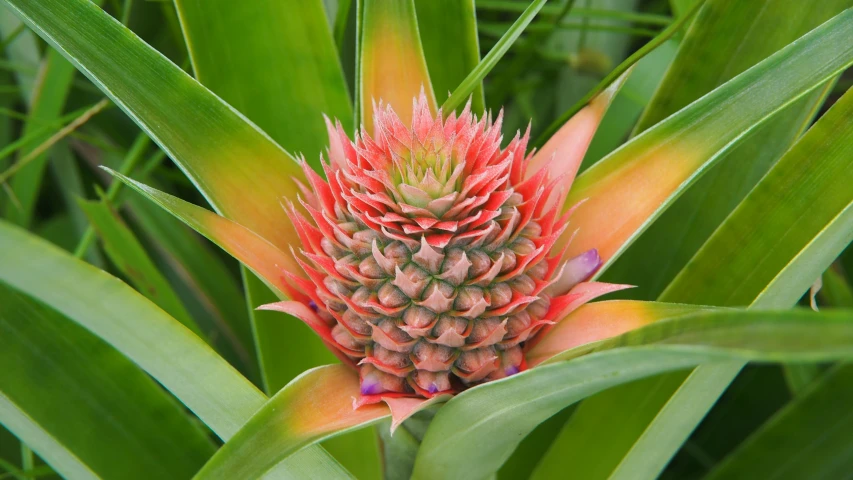 a pineapple is sprouting in the center of two flowers