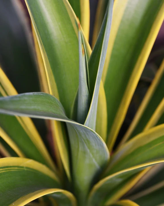 a leafy plant is seen close up, and it's green