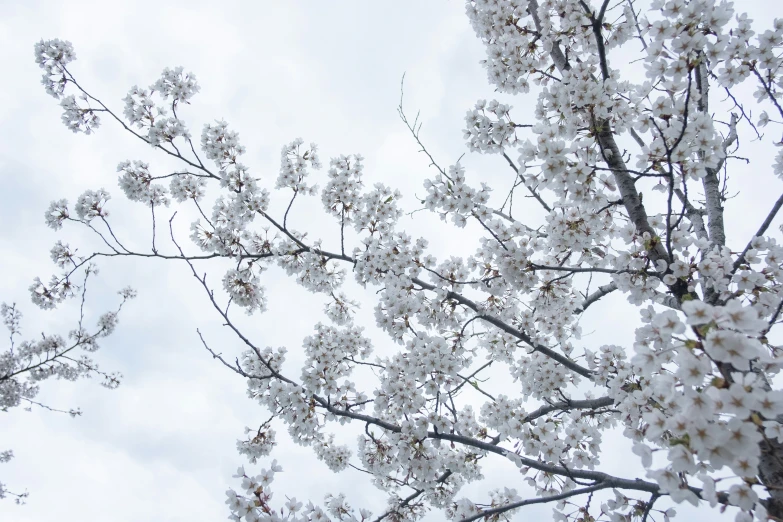 a tree with many white flowers that are next to it