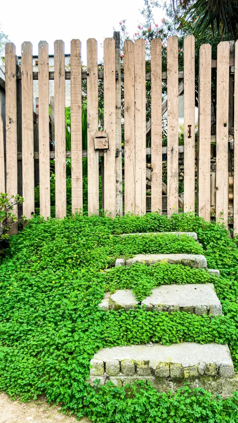 stepping stone wall of a garden surrounded by grass and weeds