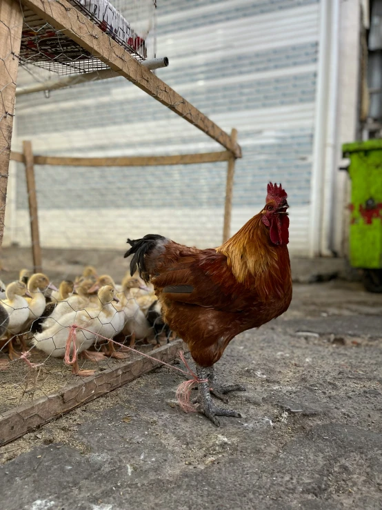 a rooster standing on the ground near many chickens