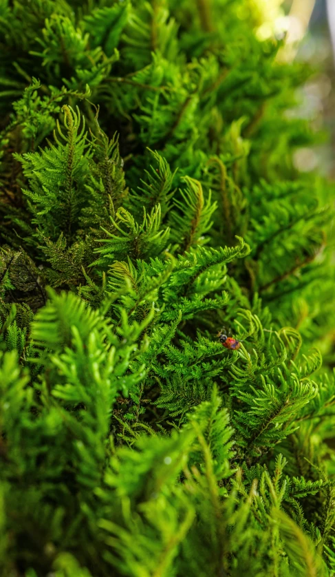 the needles on a small evergreen tree are showing