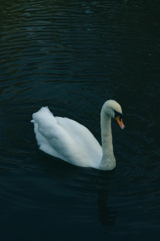 an adult swan is swimming in a lake