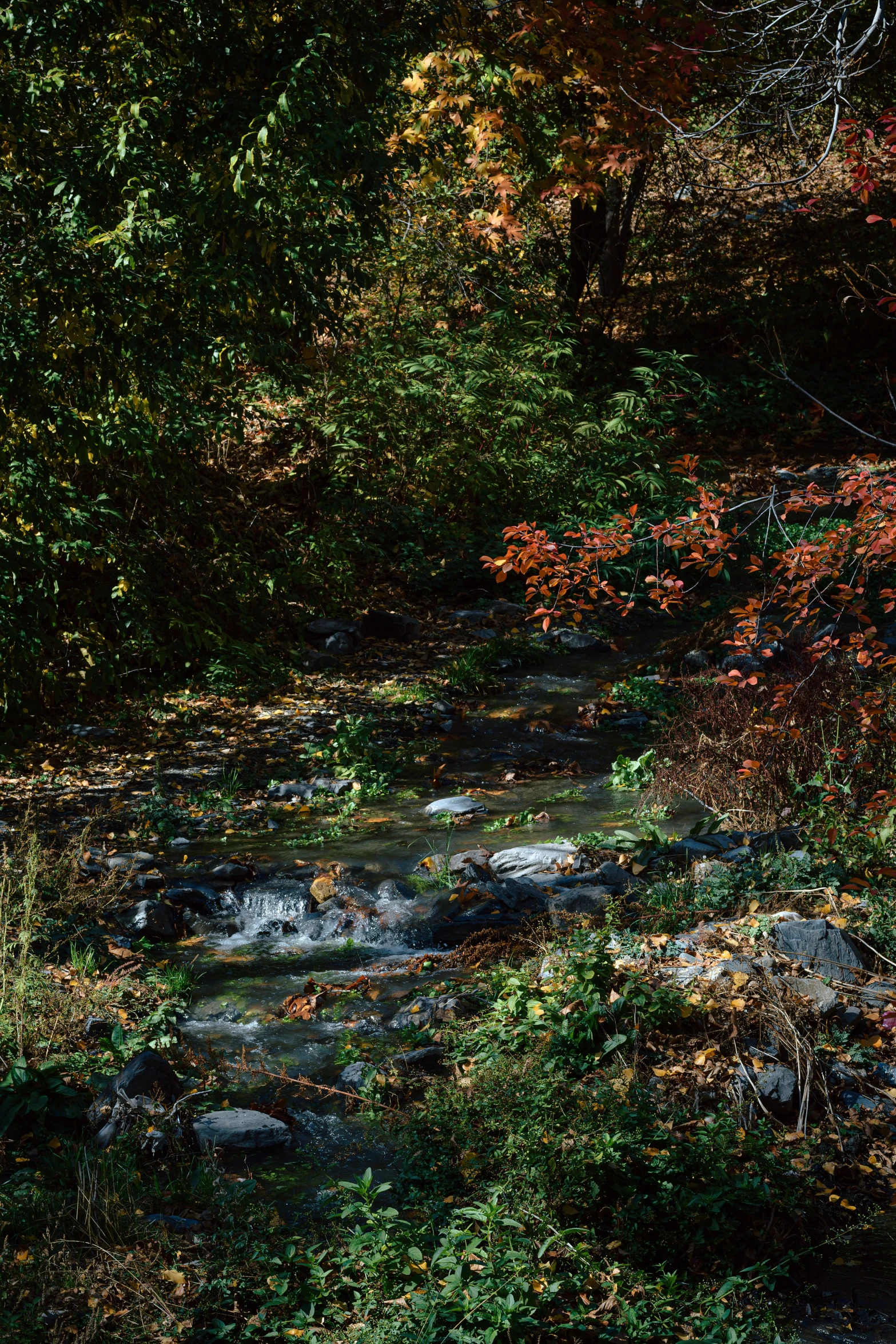 there are trees, rocks and foliage that are in the water