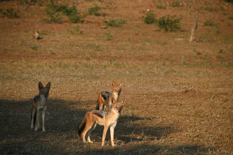 several deer on a grassy area with one standing behind the other