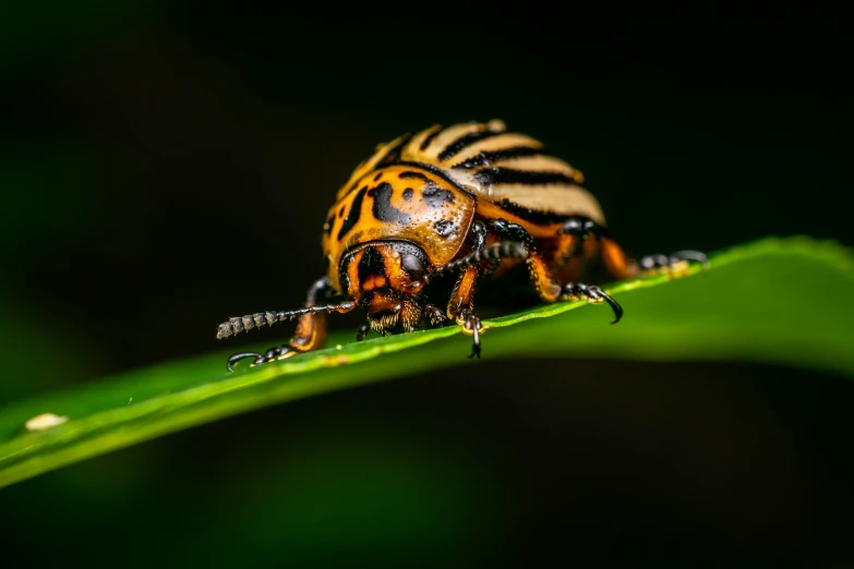 a close up of a colorful bug on a leaf