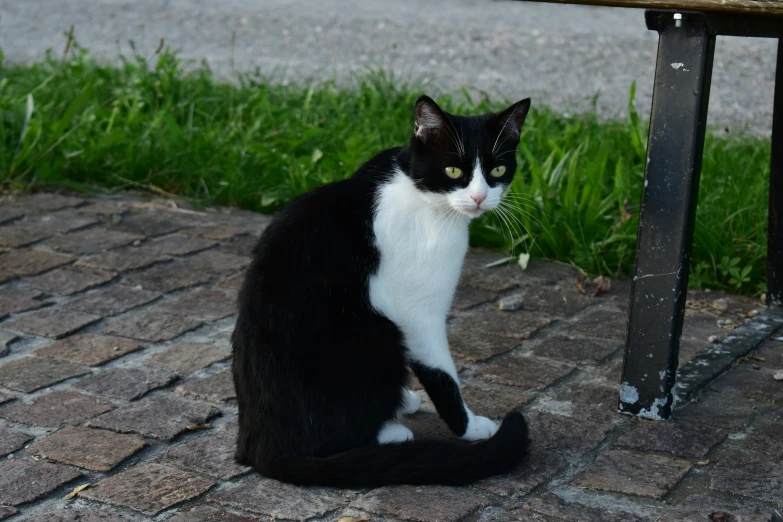 a cat sitting on the side of a sidewalk