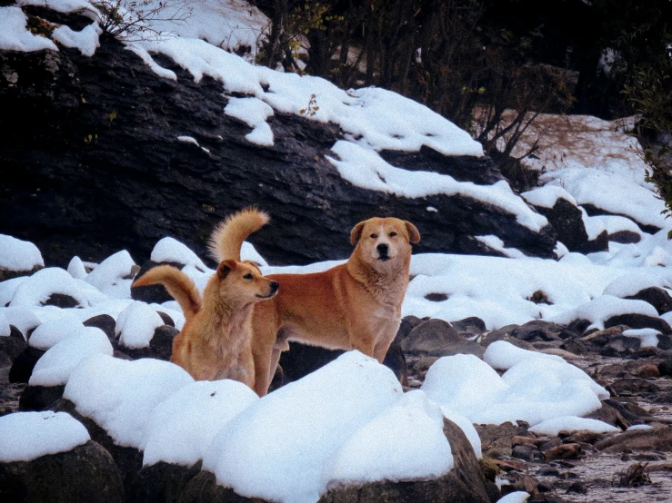 two dogs playing with each other in the snow