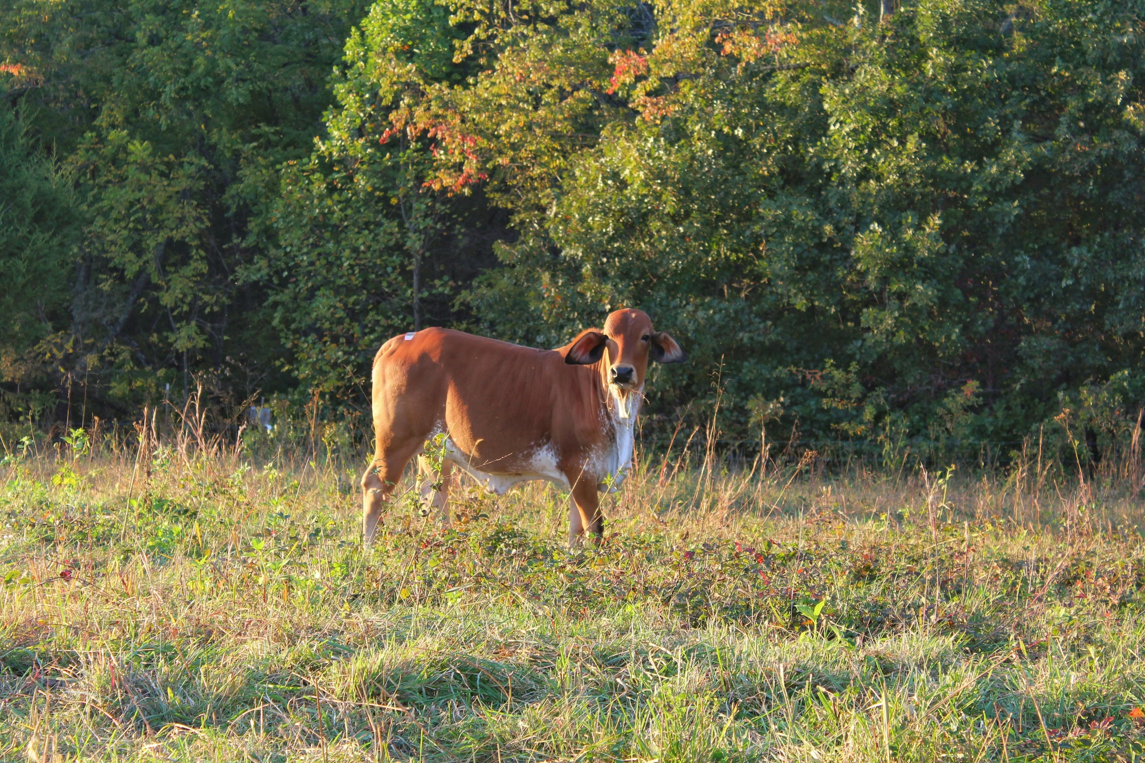 a dog that is standing in the grass