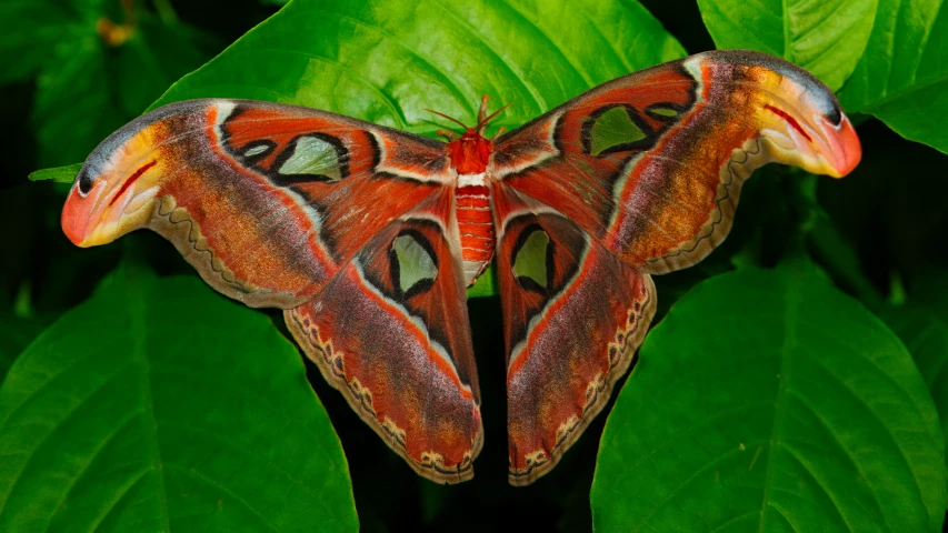 a close up of a moth on top of a green leaf