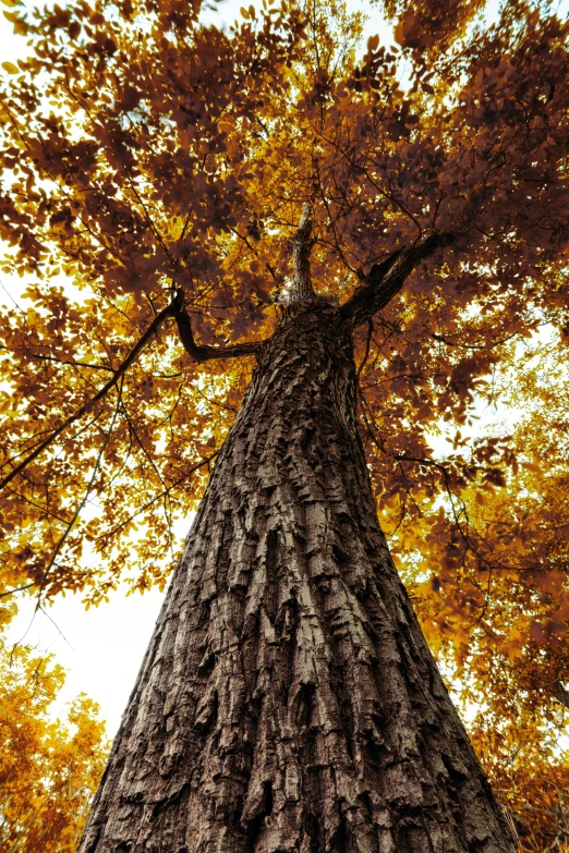 a tall, skinny tree is in the foreground of the leaves