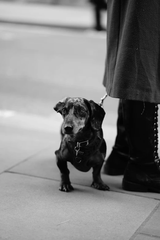 a black and white po of a man in dress clothes and boots with a small dog on a leash