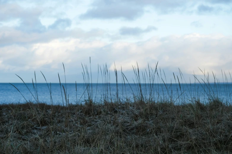 view of the ocean from a grassy field