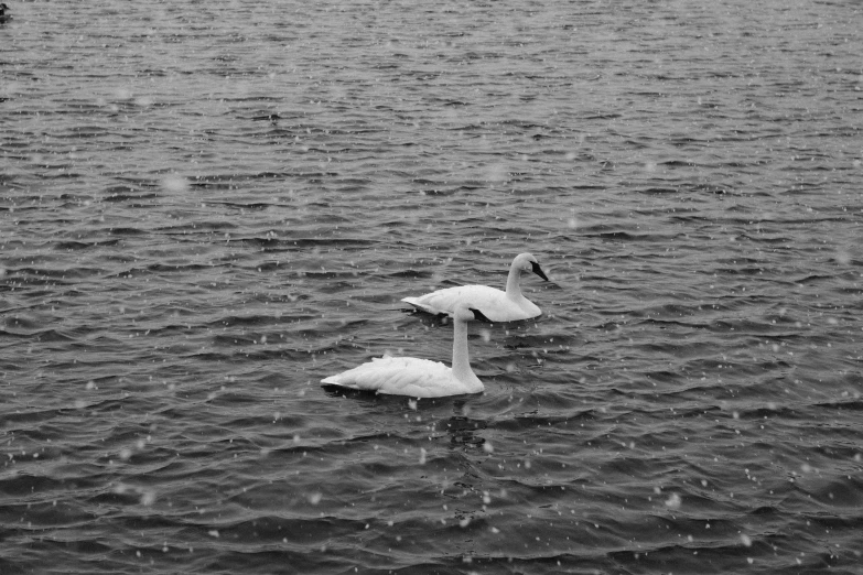 two white ducks in water next to boat