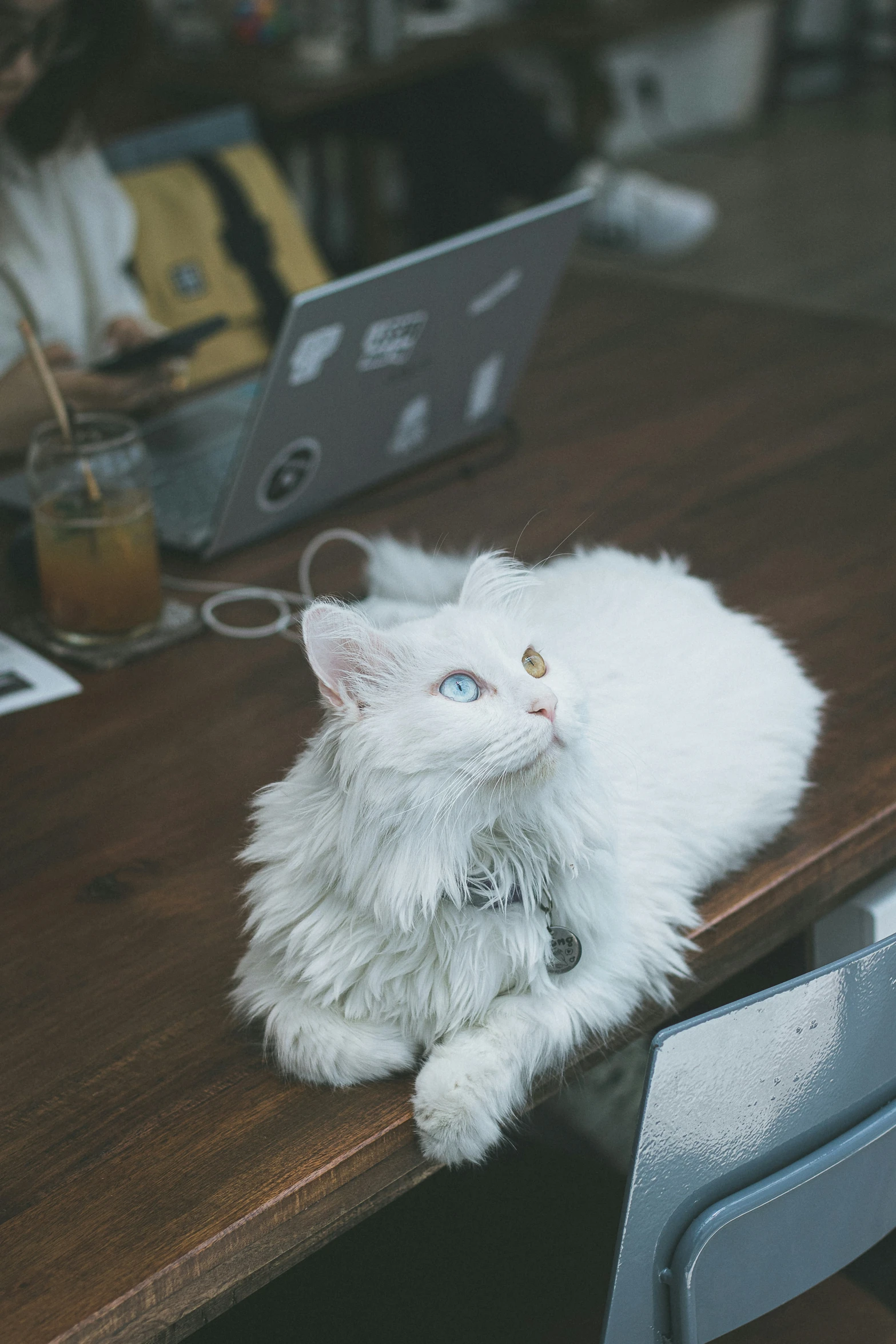 a white cat on table with laptops in background