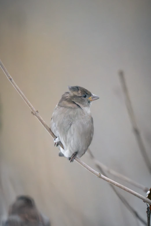 a gray bird perched on top of a tree nch