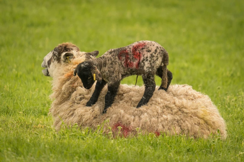 two baby sheep sitting on top of an adult sheep in the grass