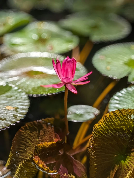 a pink water lily in the pond surrounded by lily pads