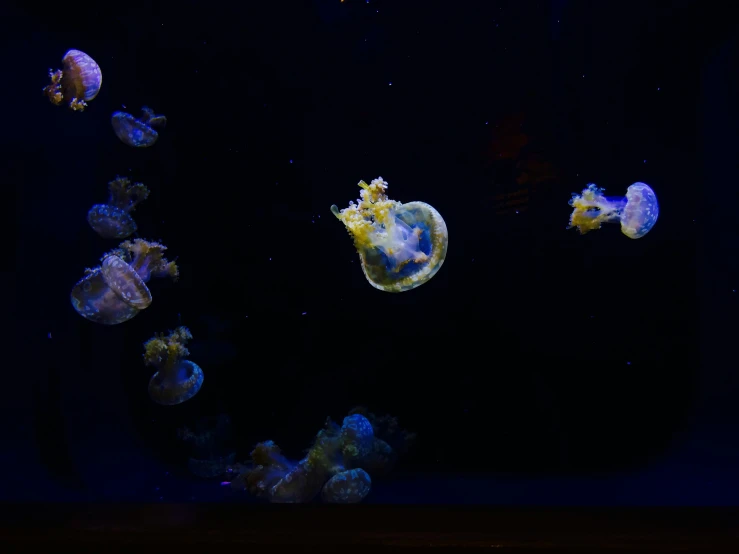 jellyfish swimming in an aquarium looking for food