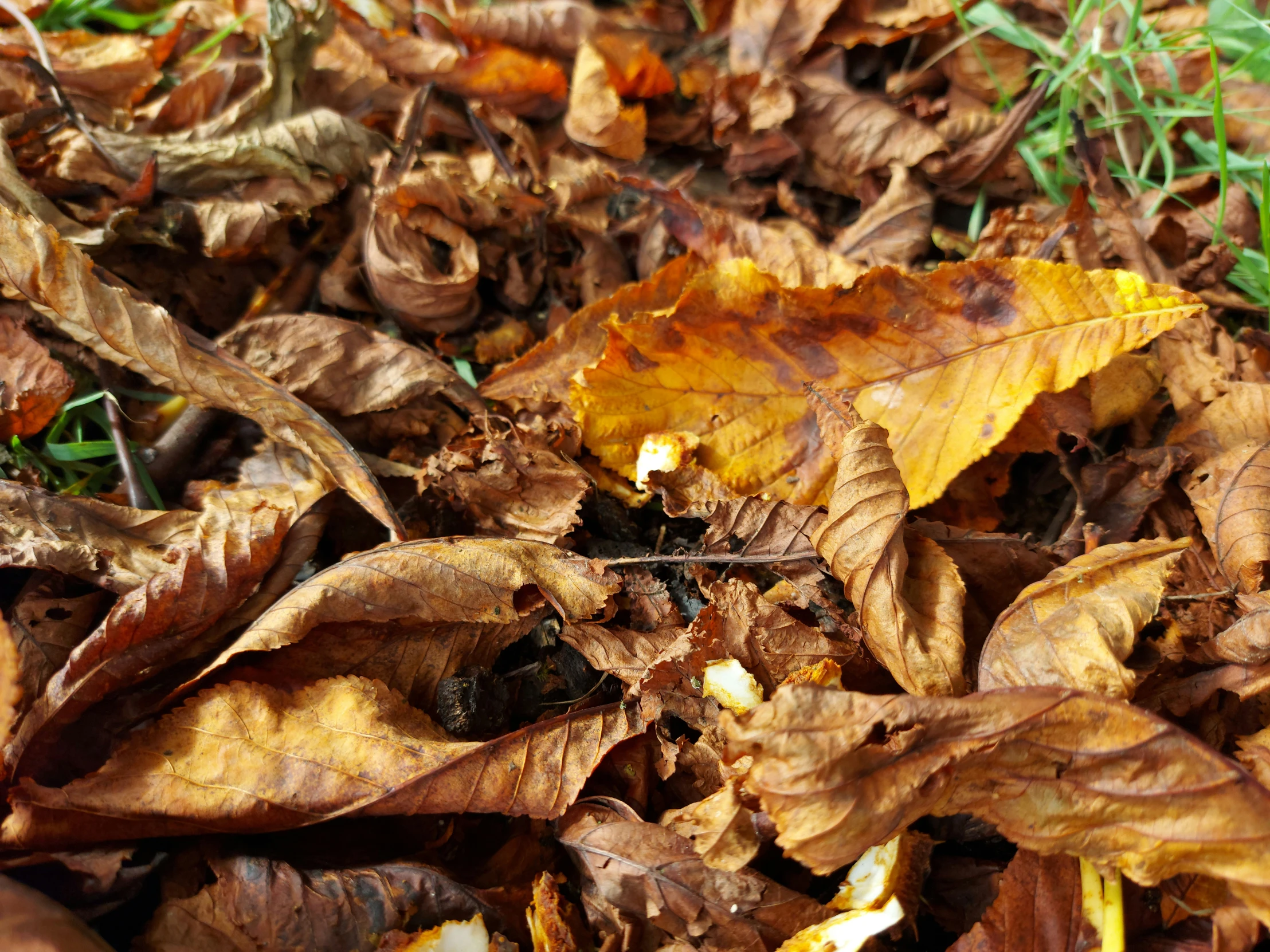 autumn leafs on the ground with small brown bumps