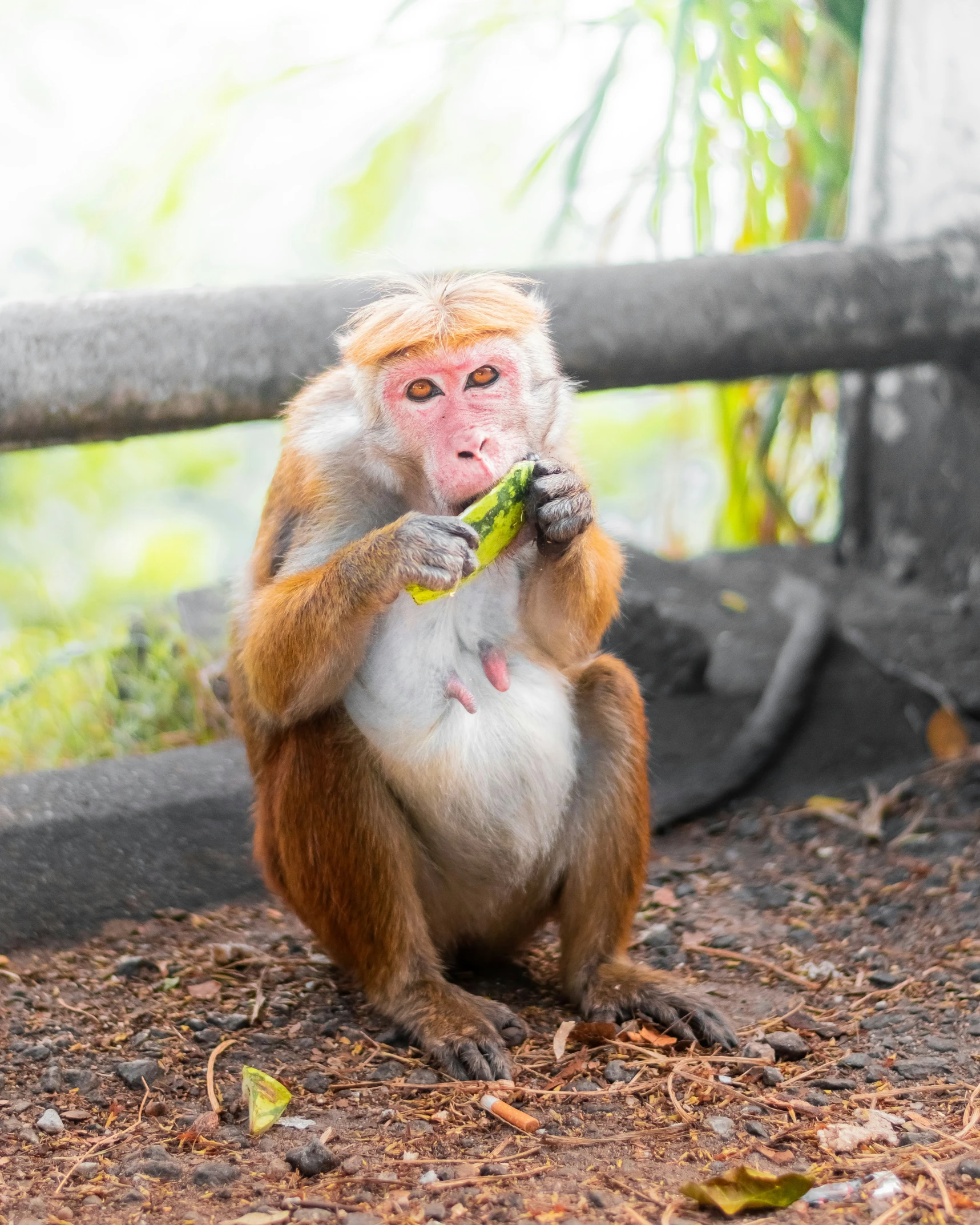 the monkey is biting into the fruit next to his owner