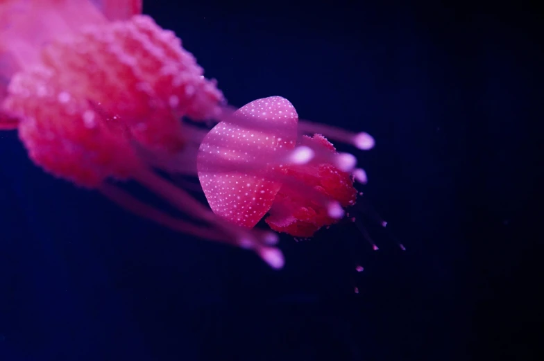 a flower in the dark with water droplets