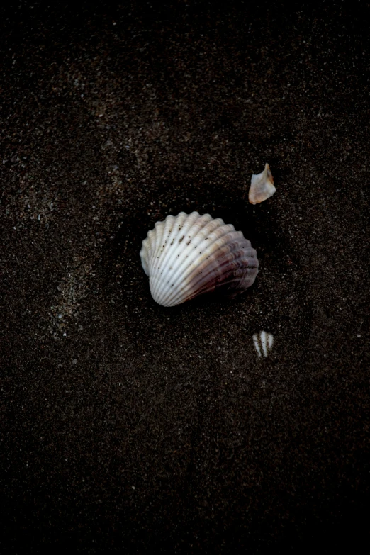 a seashell in black sand with two sea shells around