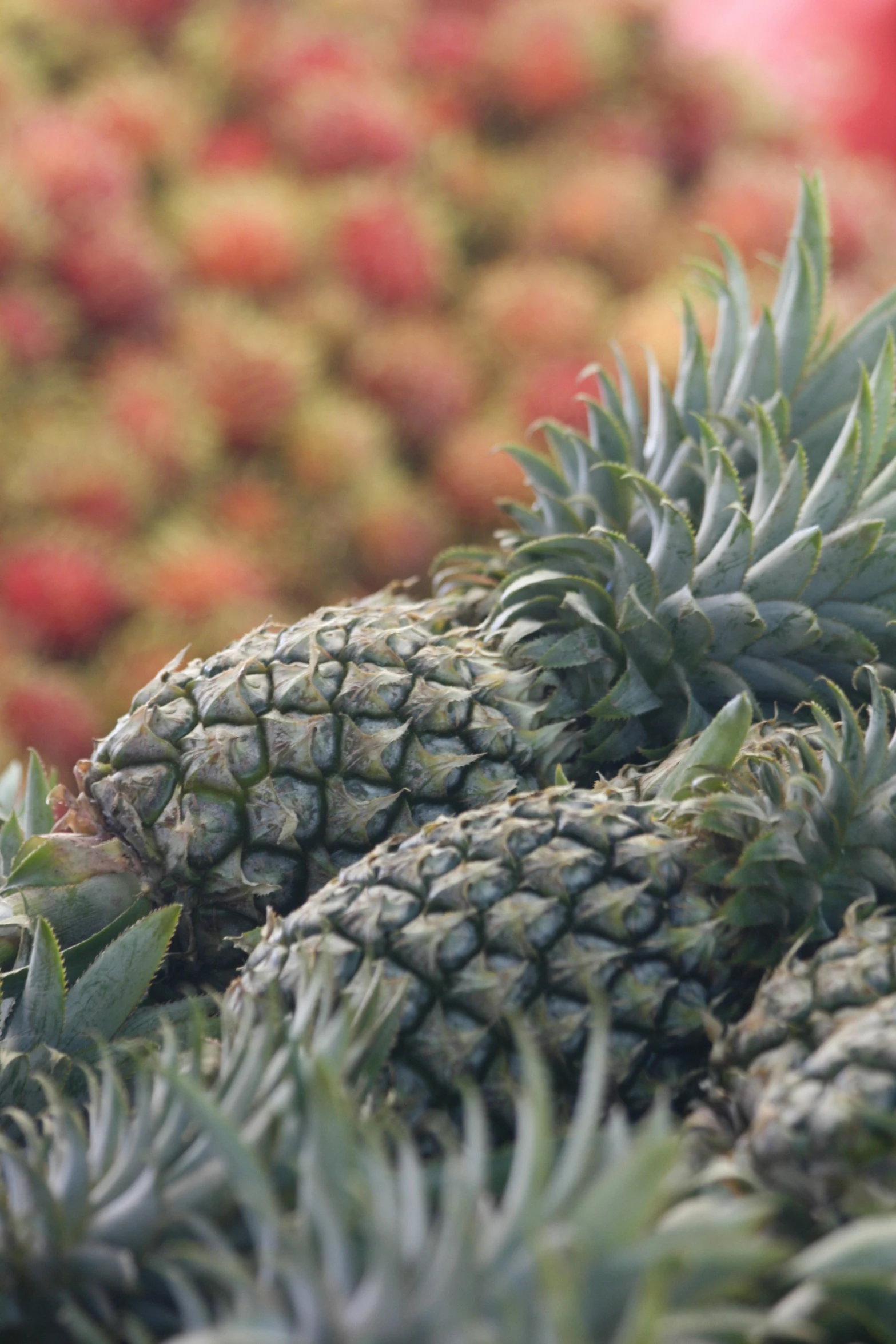 a close up of multiple types of pineapples