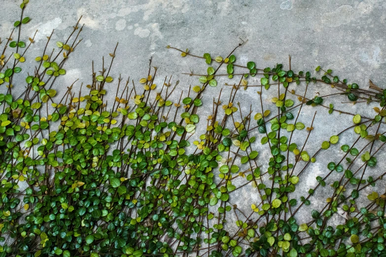 some green plants that are growing on a cement wall