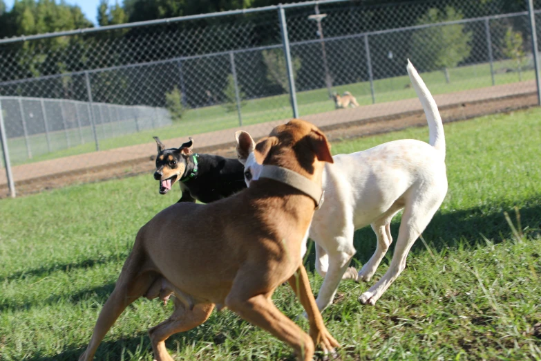 two dogs run in front of a fence