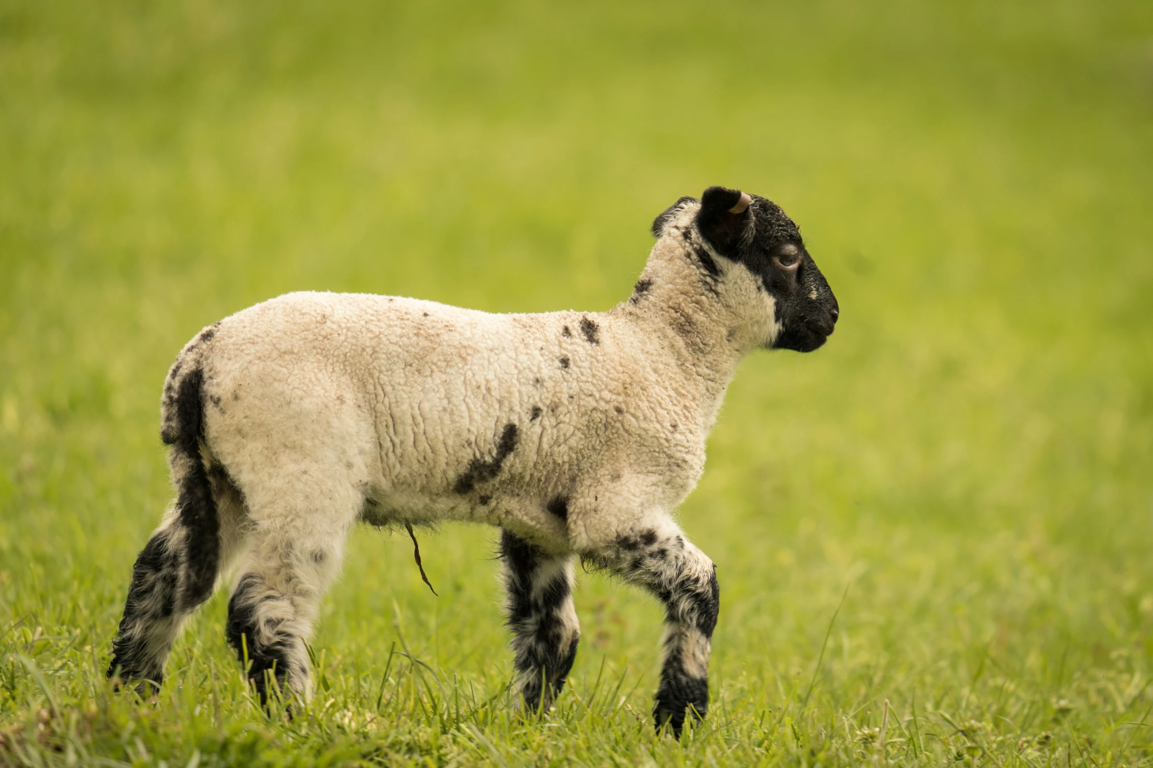 the black patch in the back of this goat is one that looks like it is just born