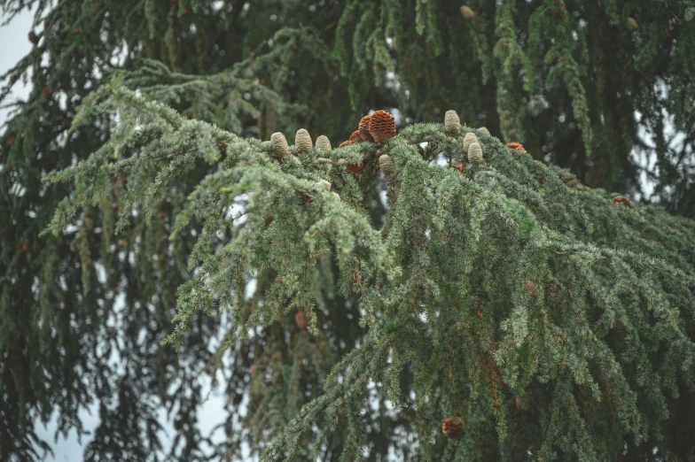 the nch of a pine tree has several cones