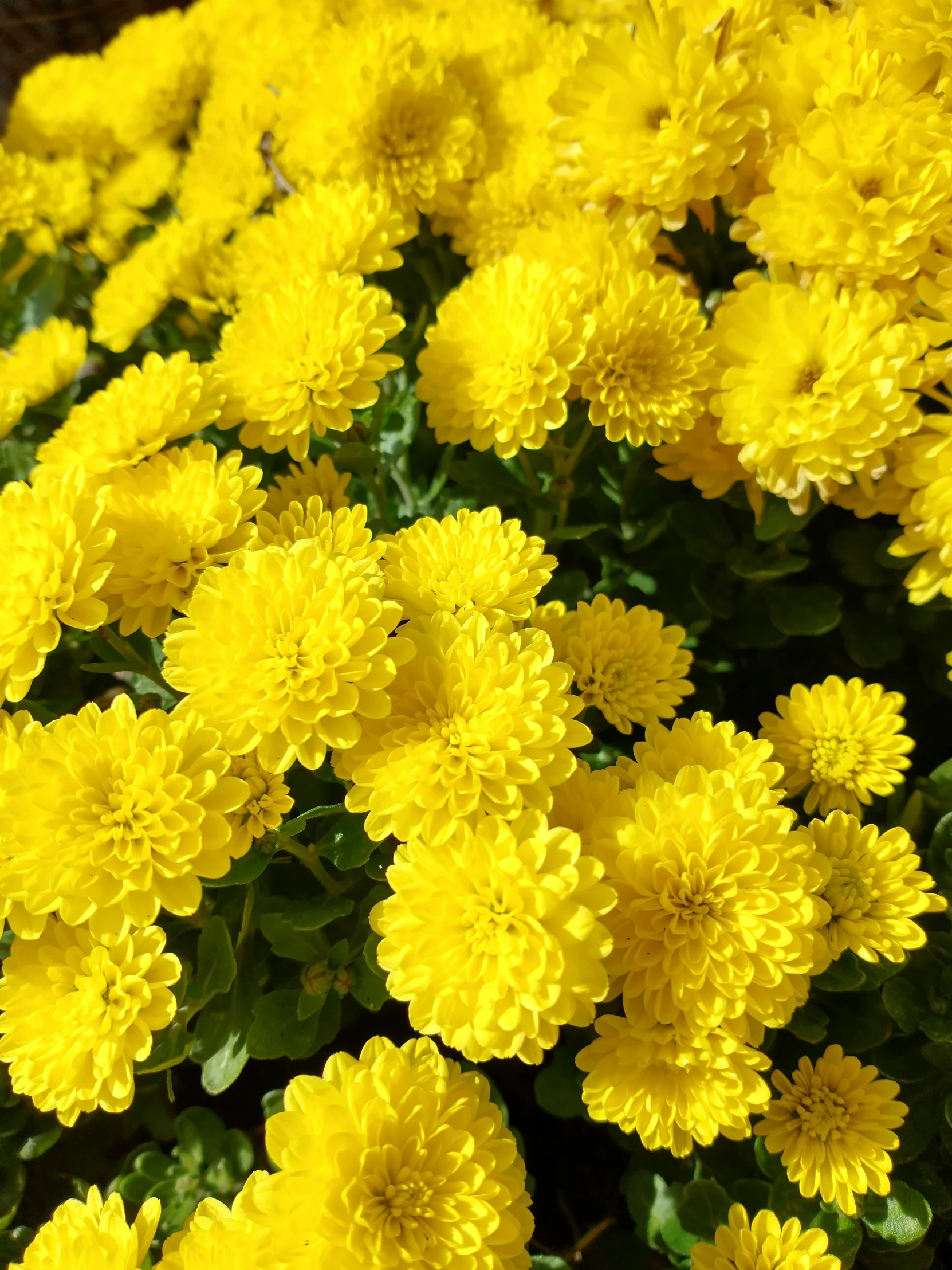 a group of yellow flowers in some pots